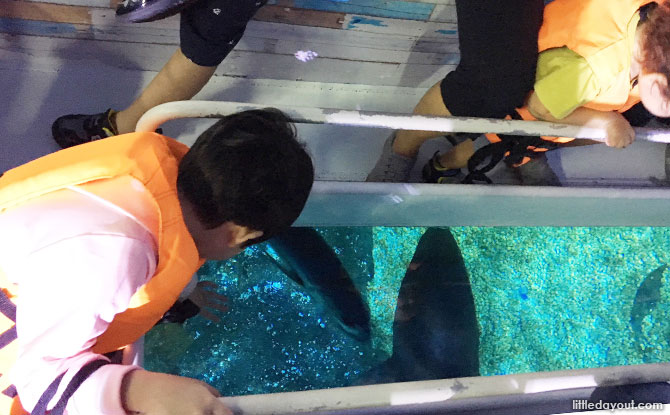 Looking down at the marine life from the glass bottom boat at Sea Life Bangkok