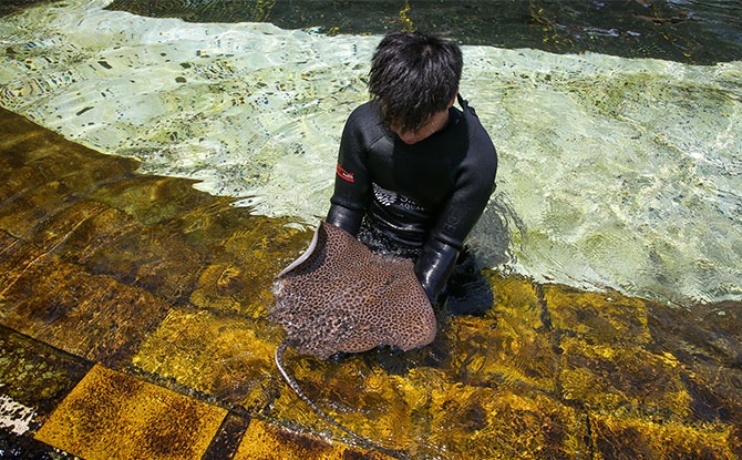 S.E.A. Aquarium - A baby leopard whipray