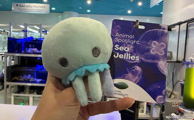 Discover The Wonders of Sea Jellies At The Singapore Oceanarium 8 complimentary sea jelly plush keychain