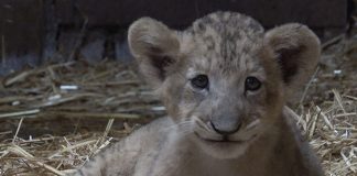 Singapore Zoo Welcomes First Lion Cub To Be Conceived By Assisted Reproduction