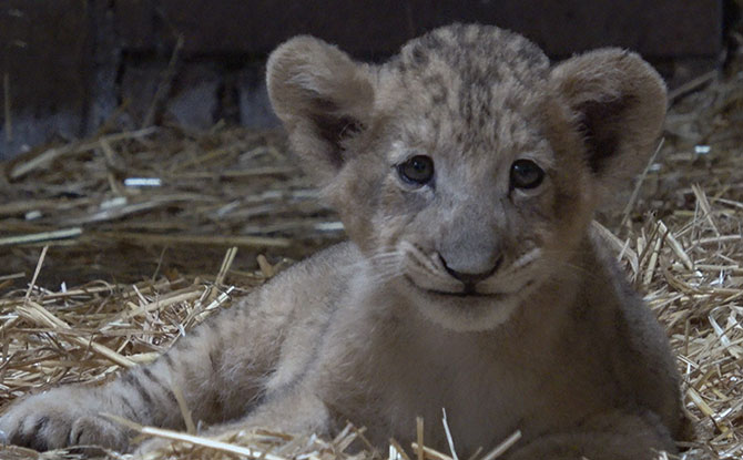 Singapore Zoo Welcomes First Lion Cub To Be Conceived By Assisted Reproduction