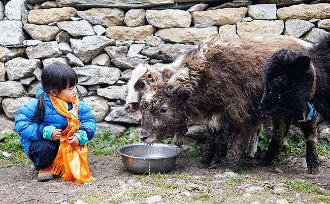 Little Chow’s first encounter with a yak, enroute to Everest Base Camp, Nepal