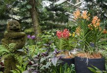 Five Orchids Not To Miss At The Tan Hoon Siang Mist House Five Orchids Not To Miss At The Tan Hoon Siang Mist House