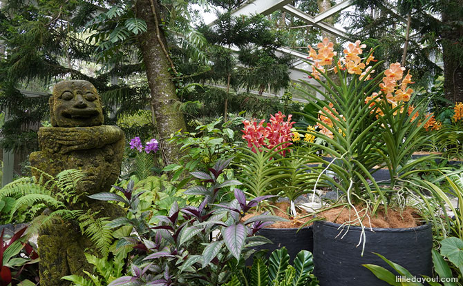 Five Orchids Not To Miss At The Tan Hoon Siang Mist House