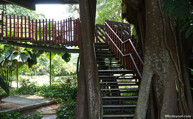 Stairs to the treehouse