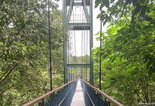 TreeTop Walk: Scenic Aerial Views of the Rainforest Canopy