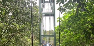 TreeTop Walk: Scenic Aerial Views of the Rainforest Canopy