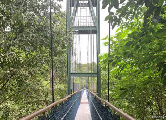 TreeTop Walk: Scenic Aerial Views Of The Rainforest Canopy TreeTop Walk: Scenic Aerial Views of the Rainforest Canopy