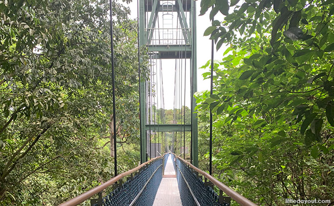 TreeTop Walk: Scenic Aerial Views of the Rainforest Canopy