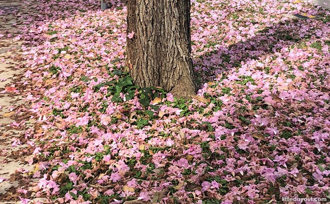 Where to Find Trumpet Trees & “Sakura Pink Flowers” in Singapore