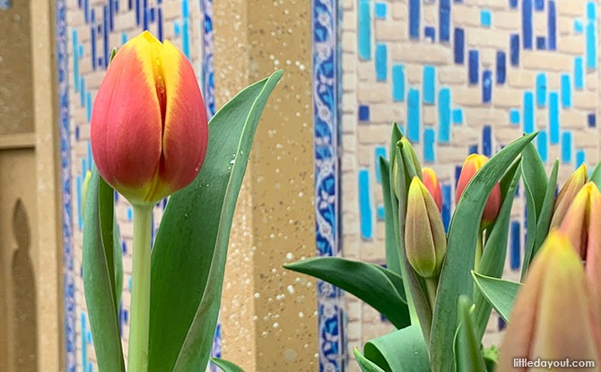 Tulipmania 2021 at Gardens by the Bay: The Origins of Tulips