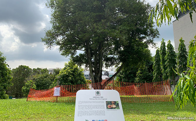 Nutmeg Tree - Heritage Tree at Victoria Park Playground