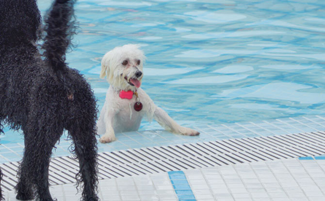 Wag and Wild - Water Park for Dogs in Singapore