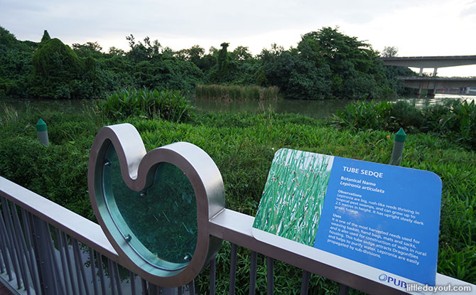 Sengkang Floating Wetland plants