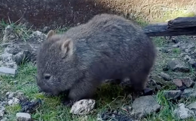 wild wombats