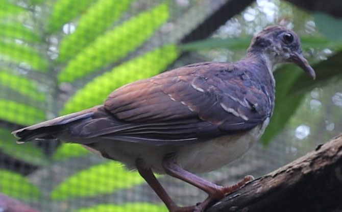 Negros Bleeding-heart Dove