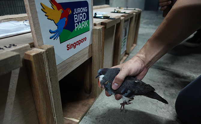 The 10 Luzon bleeding-hearts were crated and transported to make the four-hour flight from Singapore to Manila.