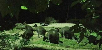 Twilight Adventures At Night Safari: Meet An Aardvark & Go On A Digital Trail