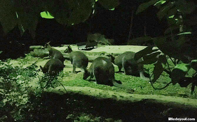 Twilight Adventures At Night Safari: Meet An Aardvark & Go On A Digital Trail