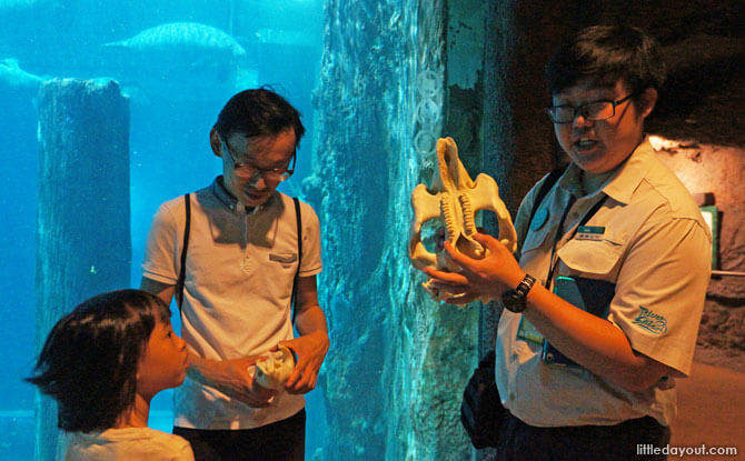 Irwin showing us a replica of a manatee’s skull, explaining that manatees do not have teeth at the front of their mouths and all their teeth are molars.