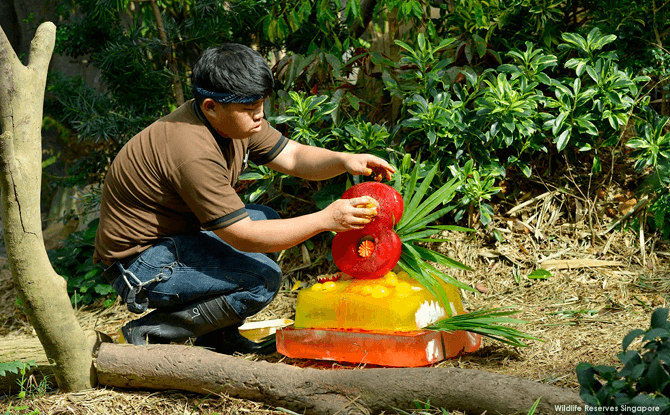 Panda keeper Ivan Ang putting the final touches on Jia Jia's ice cake