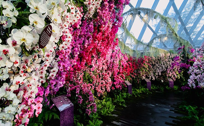 Image: Gardens by the Bay