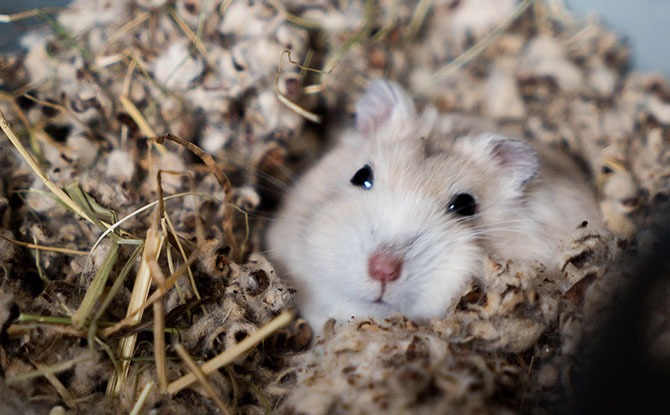 Hamsters need right bedding to burrow in - Hamster Care Tips