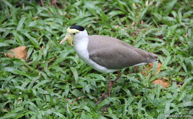 Plover