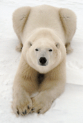 Polar Bear