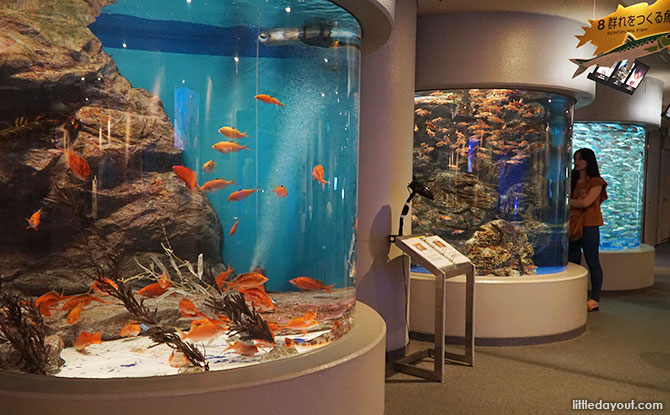 Fish on display at Shinagawa Aquarium