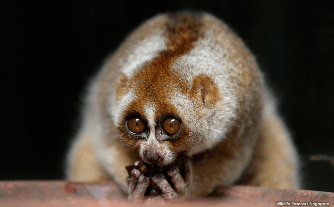 Night Safari Slow Loris - Night Safari Exhibits