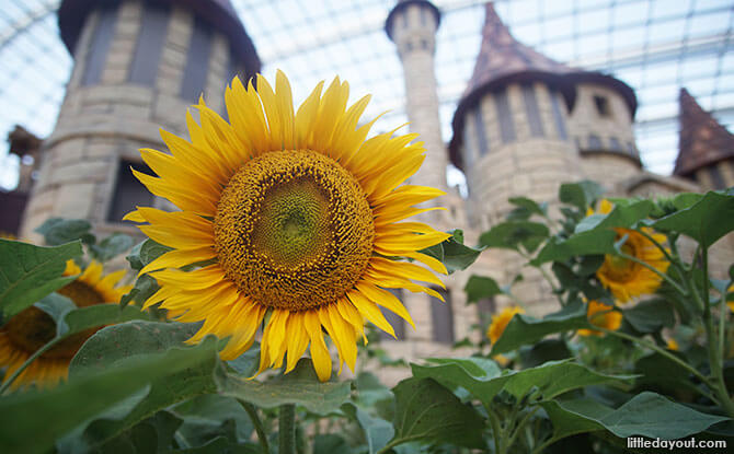 Sunflower Surprise: The Land of Oz at Gardens by the Bay Sunflowers at Flower Dome, Gardens by the Bay, Singapore