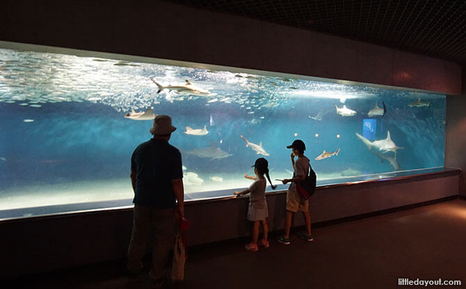Viewing the sharks at Tokyo Sea Life Park, Japan