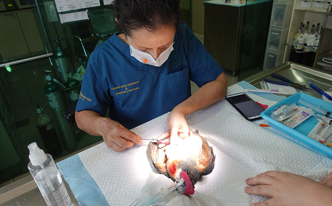 Dr Ellen Rasidi, veterinarian at Jurong Bird Park’s Avian hospital drawing blood from one of the Luzon bleeding-hearts prior to their month-long quarantine in Jurong Bird Park’s quarantine facility.