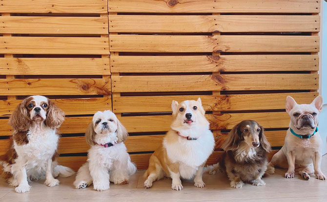 Places To Interact With Animals In Singapore (Besides The Zoo) 8 We Are The Furballs