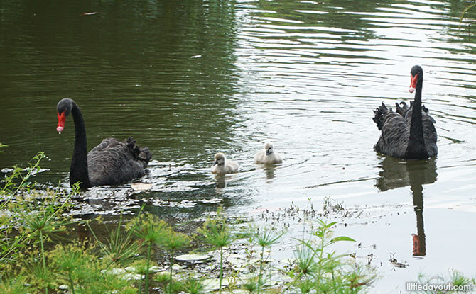 Baby Swans Have Arrived At Singapore Botanic Gardens 04-baby-swans-singapore-botanic-gardens