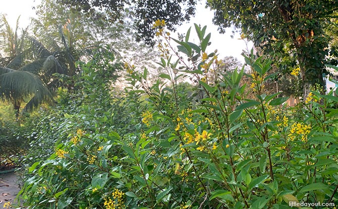 About the Bukit Panjang Butterfly Garden