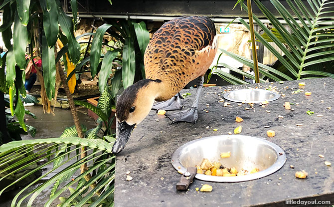 Animals at the Cairns zipline park