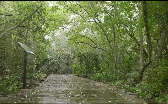 Chek Jawa Virtual Tour, Including A Visit To Off-Limits Bat House 3 Chek Jawa Mangrove