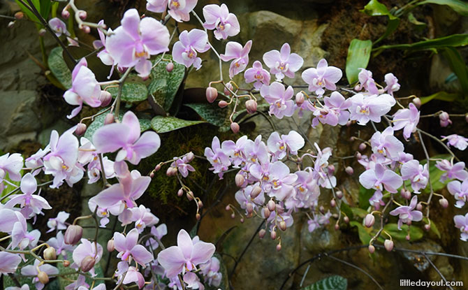 Phalaenopsis schilleriana