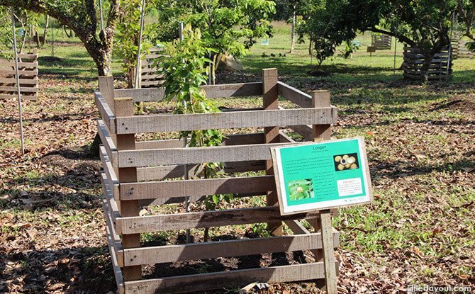 Ubin Fruit Orchard