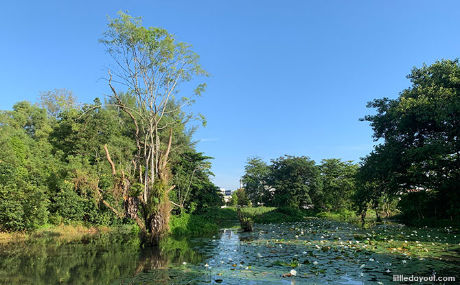 Hampstead Wetlands Park