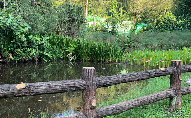 Dragonfly Pond at Kent Ridge Park