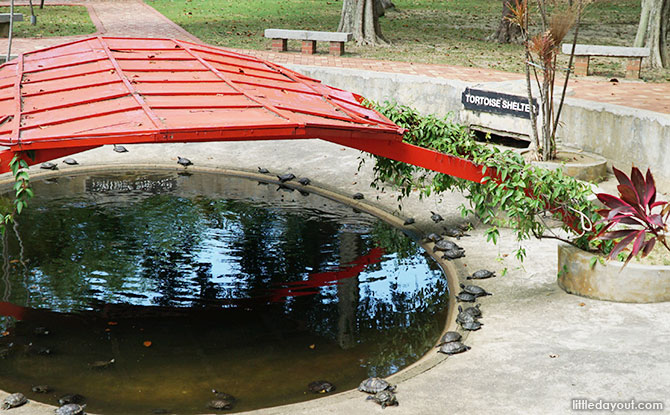 Kusu Island Tortoise Sanctuary