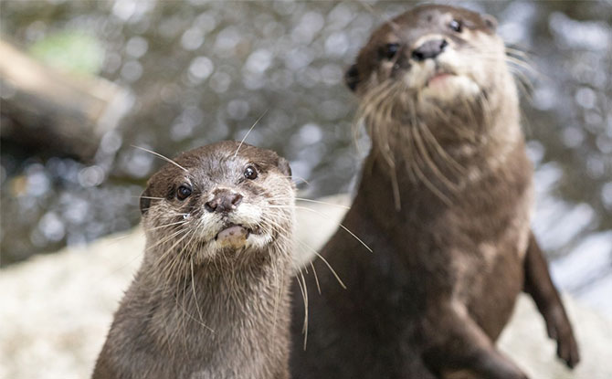 Melbourne Zoo otter