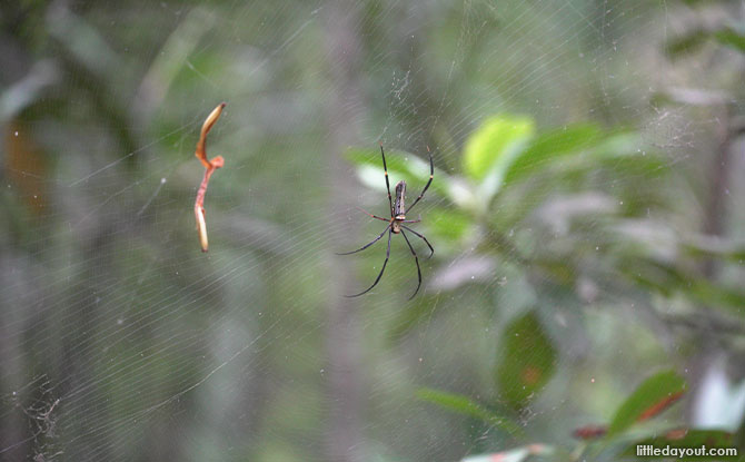 spider close up