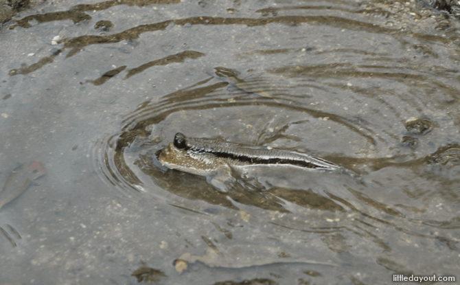 Visit a mangrove