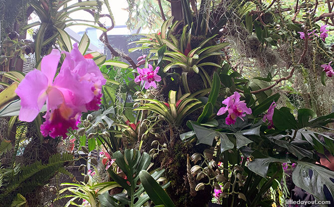 Orchids of the Amazon at Cloud Forest, Gardens by the Bay