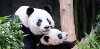 Baby Panda Le Le Takes First Steps Into The Giant Panda Forest Exhibit