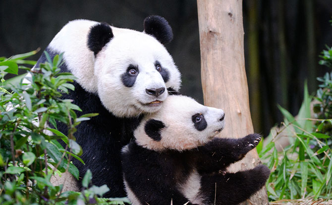 Baby Panda Le Le Takes First Steps Into The Giant Panda Forest Exhibit